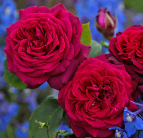 Růže mnohokvětá Kordes Parfuma, Rosa Gräfin Diana, červená, velikost kontejneru 2 l