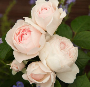 Růže mnohokvětá Kordes Parfuma, Rosa Herzonig Christiana, růžová, velikost kontejneru 2 l