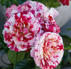 Růže mnohokvětá Kordes, Rosa Abracadabra, červeno - bílá, velikost kontejneru 2 l
