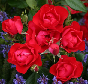 Růže mnohokvětá Kordes, Rosa Black Forest Rose, červená, velikost kontejneru 2 l