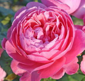 Růže mnohokvětá Kordes, Rosa Flora Olomouc, růžová, velikost kontejneru 2 l