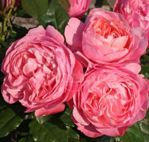 Růže mnohokvětá Kordes, Rosa Flora Olomouc, růžová, velikost kontejneru 5 l