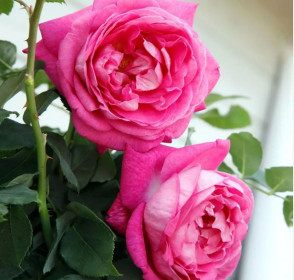 Růže mnohokvětá Kordes, Rosa Freifrau Caroline, růžovo - fialová, velikost kontejneru 5 l