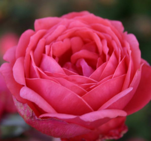 Růže mnohokvětá Kordes, Rosa Gartenprizessin Marie-José, tmavě růžová , velikost kontejneru 2 l