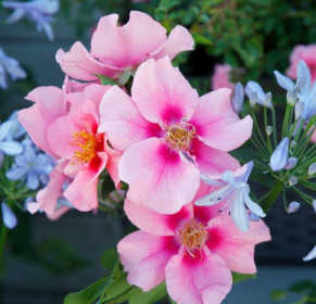 Růže mnohokvětá Kordes, Rosa See You In Pink, růžová, velikost kontejneru 5 l