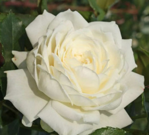 Růže pnoucí Kordes, Rosa Alaska, bílá, velikost kontejneru 5 l