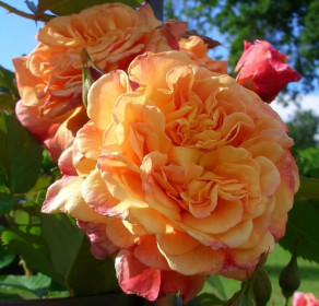 Růže pnoucí Kordes, Rosa Aloha, meruňková, velikost kontejneru 2 l