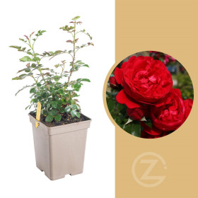 Růže pnoucí Kordes, Rosa Florentina, červená, velikost kontejneru 5 l