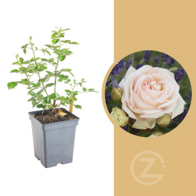 Růže velkokvětá Kordes Parfuma, Rosa Madame Annisette, smetanová, velikost kontejneru 5 l