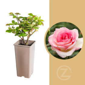 Růže velkokvětá Kordes, Rosa Souvenir de Baden Baden, lososová, velikost kontejneru 2 l
