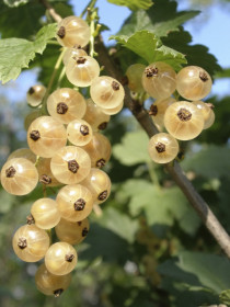 Rybíz bílý, Ribes album Witte Hollander, velikost kontejneru 2 l