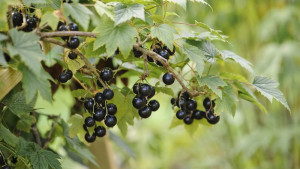 Rybíz černý, Ribes nigrum Titania, velikost kontejneru 2 l