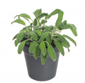 Šalvěj lékařská, Salvia officinalis, v květináči