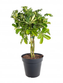 Šeflera, Schefflera arboricola Gold Capella, panašovaná, průměr květináče 17 cm
