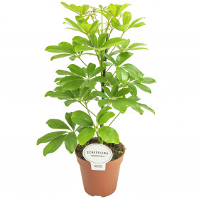 Šeflera, Schefflera Nora, průměr květináče 13 cm