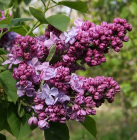Šeřík obecný, Syringa vulgaris Katherine Havemeyer, velikost kontejneru 2.5 l