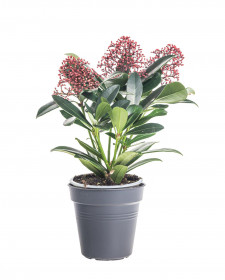 Skimie japonská Rubella, Skimmia japonica, červená, průměr květináče 10 cm