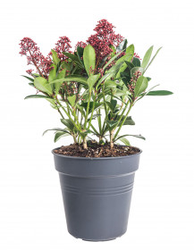Skimie japonská Rubella, Skimmia japonica, červená, průměr květináče 15 cm