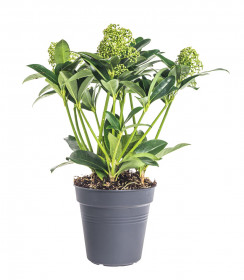 Skimie japonská White Globe, Skimmia japonica, bílá, velikost kontejneru 1.5 l