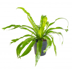 Sleziník, Asplenium antiquum, průměr květináče 12 cm