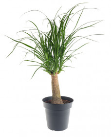 Sloní noha, Nolina recurvata, 1 výhon, průměr květináče 12 cm