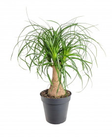 Sloní noha, Nolina recurvata, 1 výhon, průměr květináče 19 cm