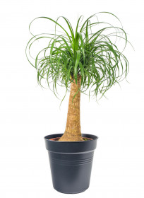 Sloní noha, Nolina recurvata, 1 výhon, průměr květináče 24 cm