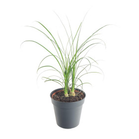 Sloní noha, Nolina recurvata, 3 výhony, průměr květináče 10 - 12 cm