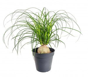 Sloní noha, Nolina recurvata, kulatý kmínek, průměr květináče 14 cm
