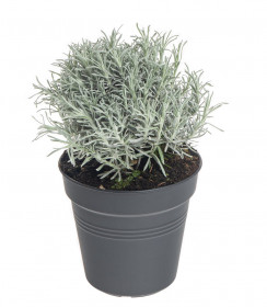 Smil italský - kari, Helichrysum italicum (angustifolium), v květináči