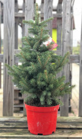Smrk pichlavý, Picea pungens, kontejnerovaný stromek, vysoký 40 - 60 cm