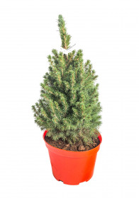 Smrk sivý Conica, Picea glauca, kontejnerovaný stromek, vysoký 50 - 60 cm