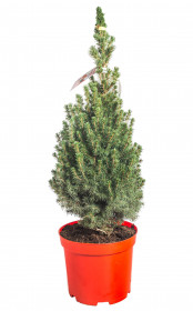 Smrk sivý Conica, Picea glauca, kontejnerovaný stromek vysoký 60 - 80 cm