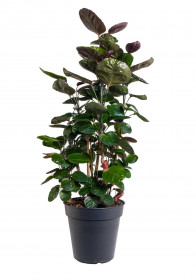 Stínovka, Polyscias scutellaria Fabian, průměr květináče 19 cm