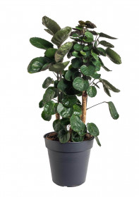 Stínovka, Polyscias scutellaria Fabian, průměr květináče 23 cm
