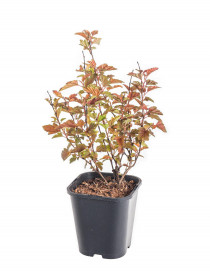 Tavola kalinolistá, Physocarpus opulifolius Little Angel, velikost kontejneru 1.4 l