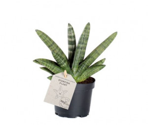 Tchýnin jazyk, Sansevieria Boncellensis, průměr květináče 11 cm