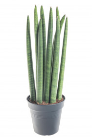 Tchýnin jazyk, Sansevieria cylindrica, průměr květináče 12 cm