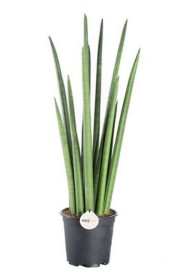 Tchýnin jazyk, Sansevieria cylindrica Rocket, průměr květináče 17 cm