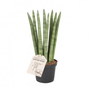 Tchýnin jazyk, Sansevieria cylindrica Straight, průměr květináče 11 cm