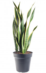 Tchýnin jazyk, Sansevieria laurentii, průměr květináče 24 cm