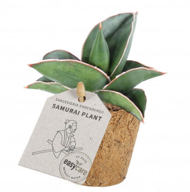 Tchýnin jazyk, Sansevieria Samurai, průměr květináče 6 cm
