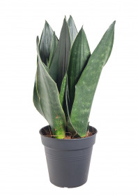 Tchýnin jazyk, Sansevieria trifasciata Black Diamond, průměr květináče 12 cm
