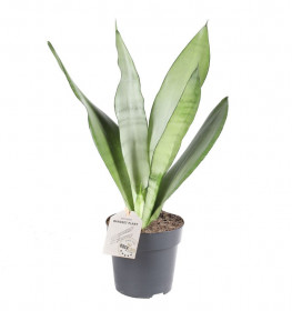 Tchýnin jazyk, Sansevieria trifasciata Moonshine, průměr květináče 11 cm
