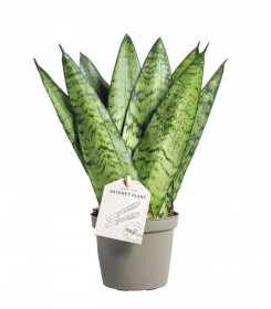 Tchýnin jazyk, Sansevieria zeylanica Fan, průměr květináče 9 cm