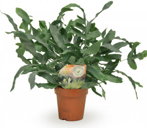 Tečkovka zlatá, Phlebodium aureum Blue Star, průměr květináče 10 - 12 cm