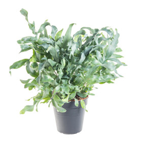 Tečkovka zlatá, Phlebodium aureum Blue Star, průměr květináče 17 cm
