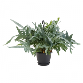 Tečkovka zlatá, Phlebodium aureum Blue star, závěs, průměr květináče 24 cm