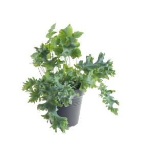 Tečkovka zlatá, Phlebodium aureum Davana, průměr květináče 12 cm