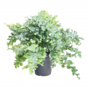 Tečkovka zlatá, Phlebodium aureum Davana, průměr květináče 17 cm